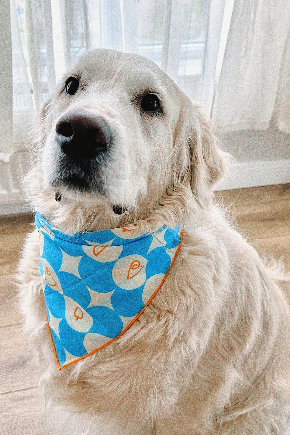 PATİLİ DOSTLARIMIZ İÇİN